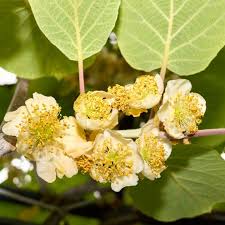 Νεφέλωμα Κάβουρα